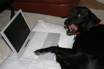 dog-on-computer-alan-levine.jpg